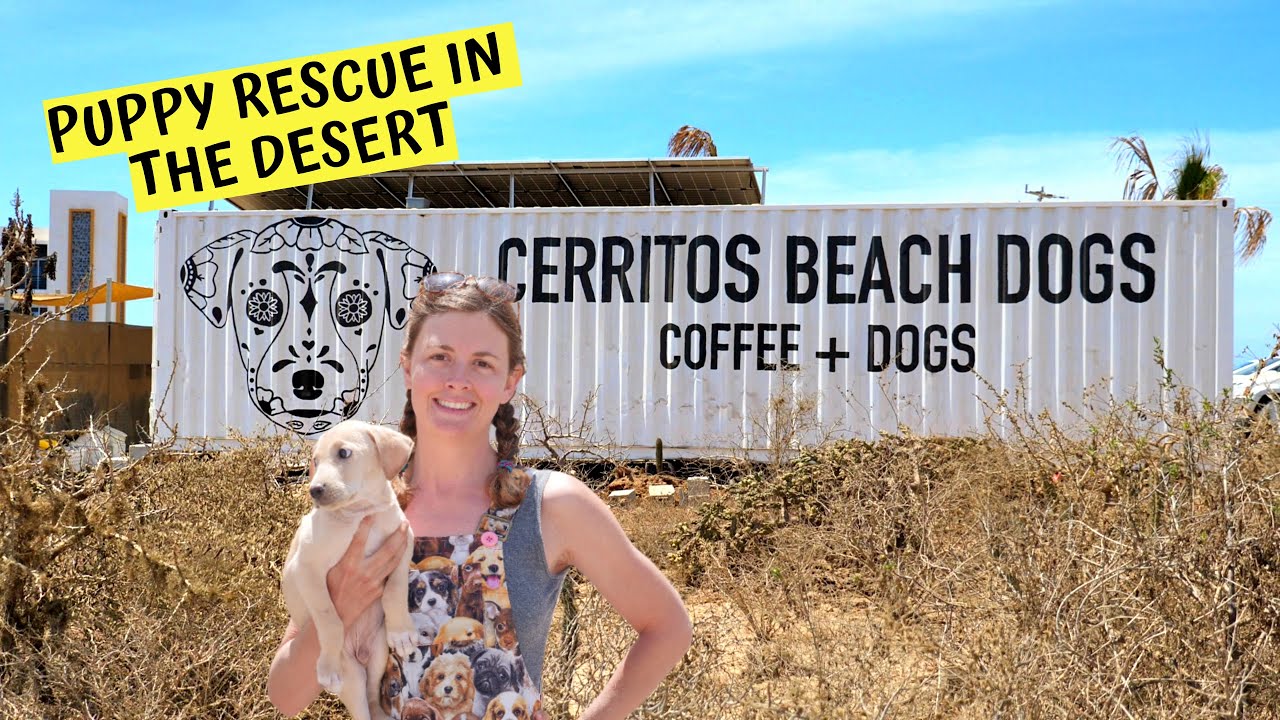 Cerritos Beach Dogs (Eamon and Bec's dog rescue center!) : Chuffed Adventures S5Ep22