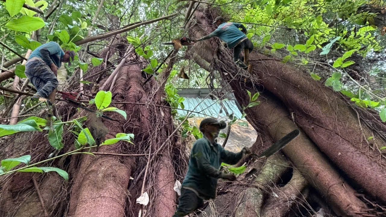 Cưa Cây Xanh, Tàn Um Tùm, Ngay Hàng Rào, Nghiêng Ngã Vào Nhà, Cưa Kỹ Thuật, 358