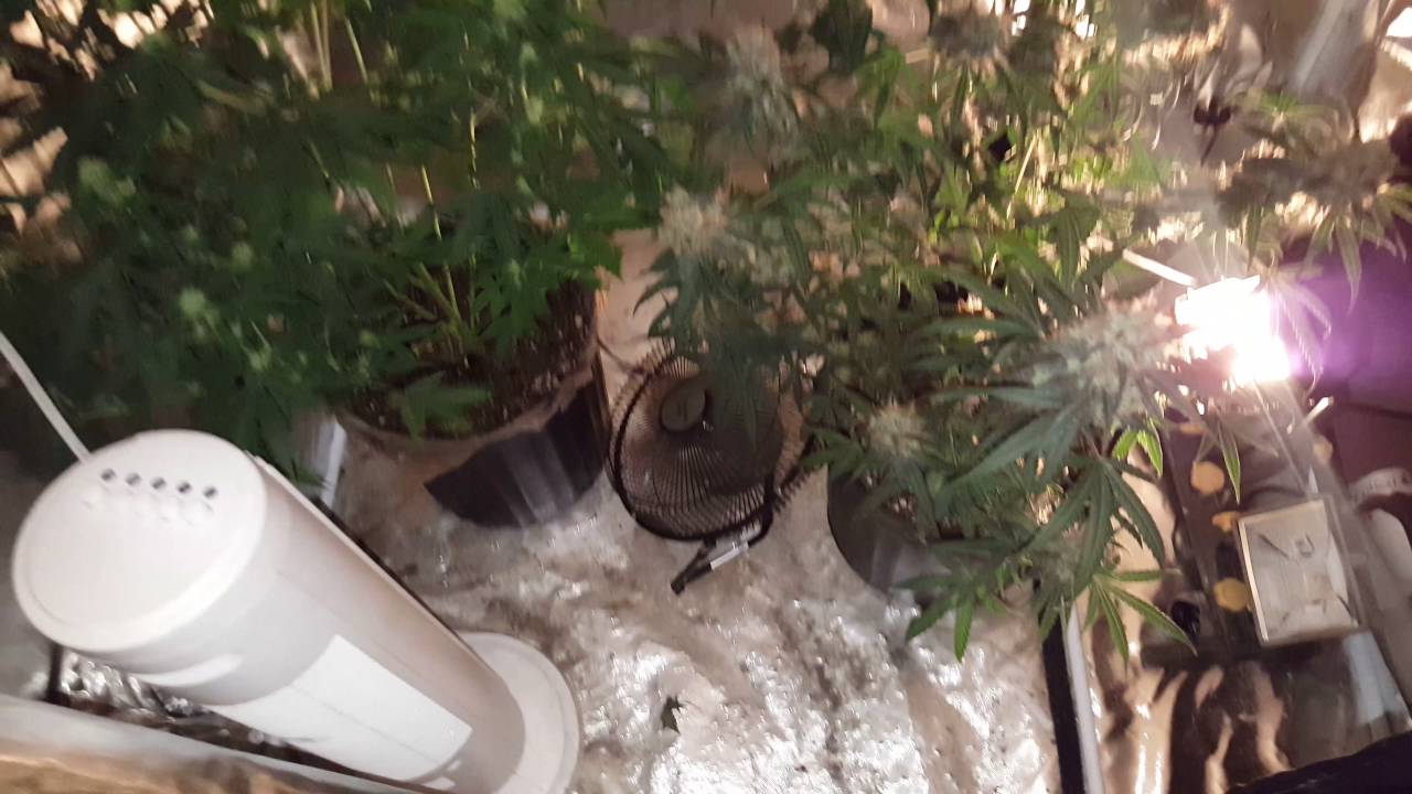 White LSD Autoflower #2 day 50 (LA Garden 2 in 1 grow tent)