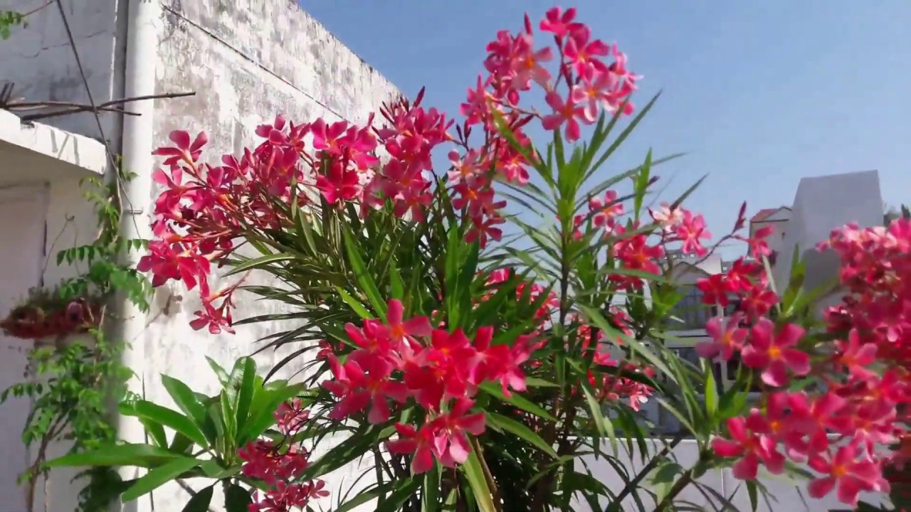 Oleander Plants Care🌸🌸🌸 & Tips For More Blooming in Pot