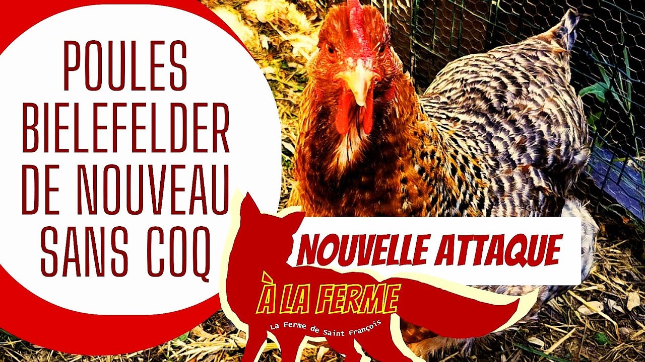 Poules Bielefelder de Nouveau Sans Coq, Nouvelle Attaque à la Ferme #poules #bielefeld #vlog