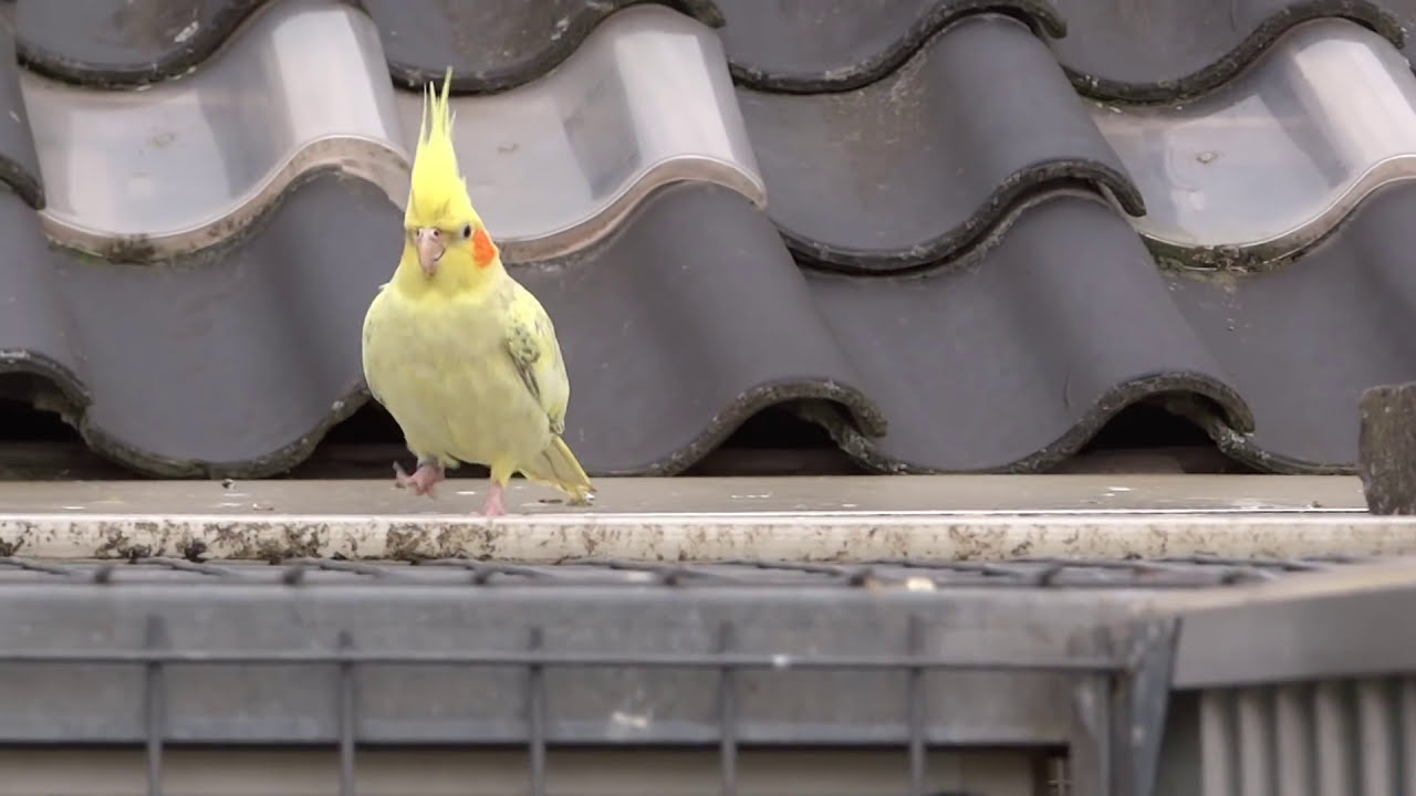 Cockatiel with racing pigeons.