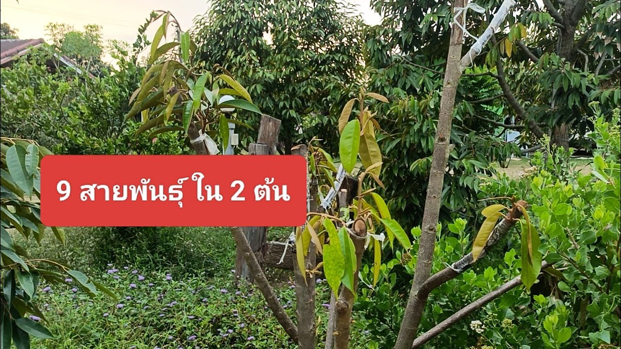 ภูมิใจมากทุเรียนเบญจพันธุ์ 9 สายพันธุ์ เสียบข้าง บนต้นตอต้นเดียว ติดแล้ว 5 มีกบตาเหมย กบสุวรรณ ฯ 