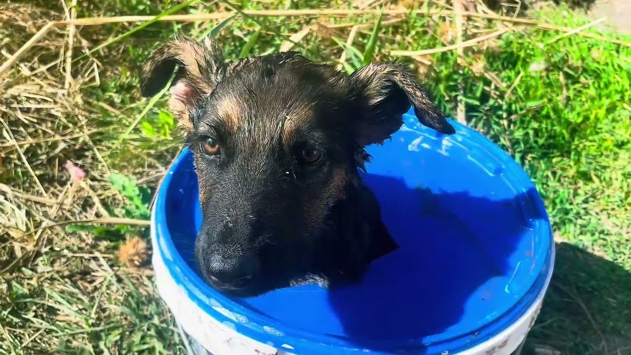 FROM LITTLE PUPPY TO REAL FARM DOG 🐕🐑