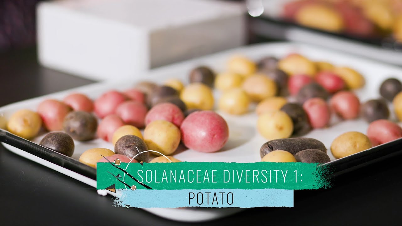 Solanaceae Diversity 1: Potato