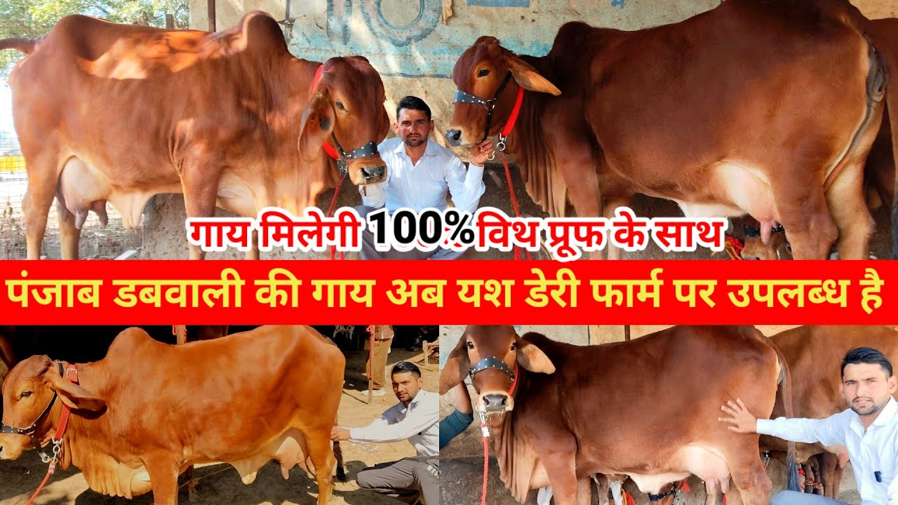 Cow for sale | Yash dairy farm mathura | पंजाब  डबवाली गाय यश डेयरी फार्म पर नया लाट उपलब्ध है  