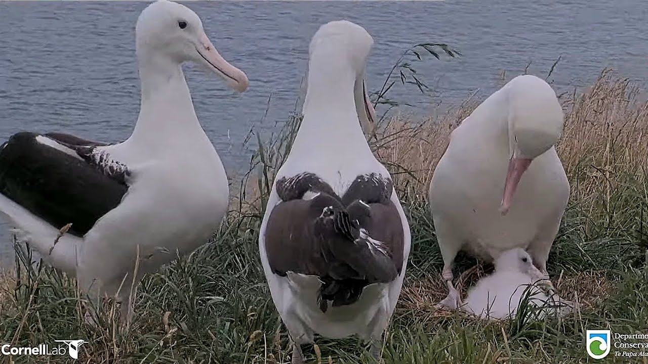 Royal Albatross - WYL💙 and little Plateau chick 🐥👑 have guests ! And close-ups of the little chick 💕