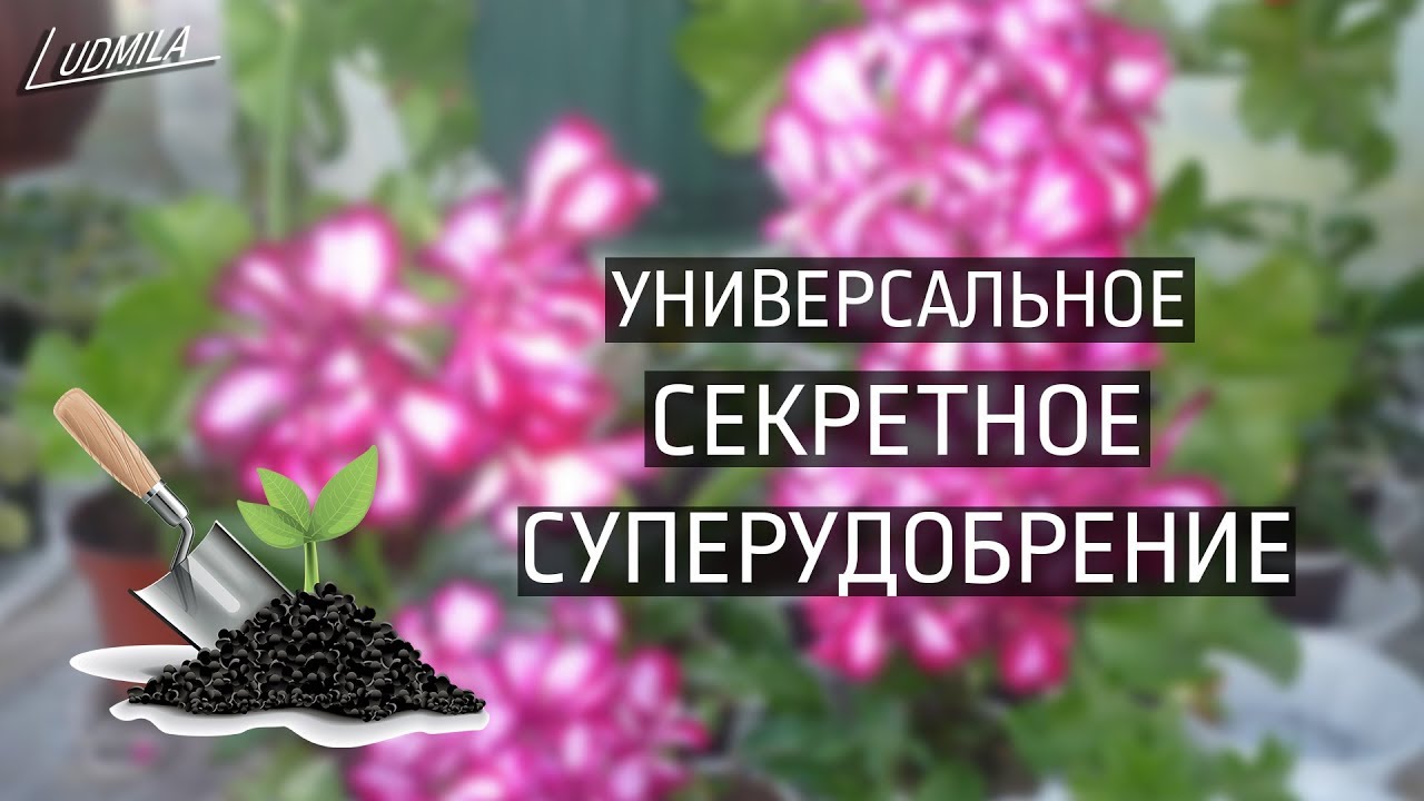 МОЁ СЕКРЕТНОЕ СУПЕРУДОБРЕНИЕ