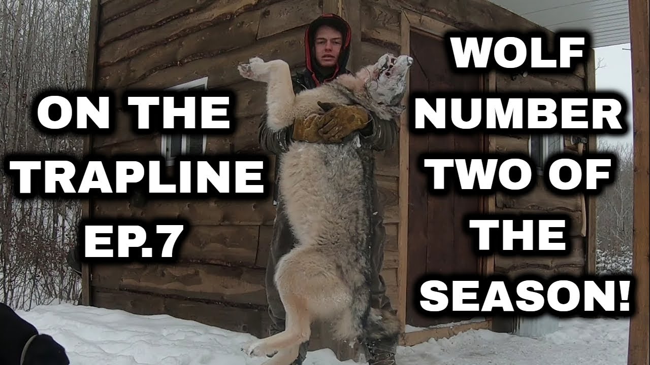 On the Trapline Ep. 7 - Wolf #2, Snaring Wolves with Wolfmaster Power Rams!