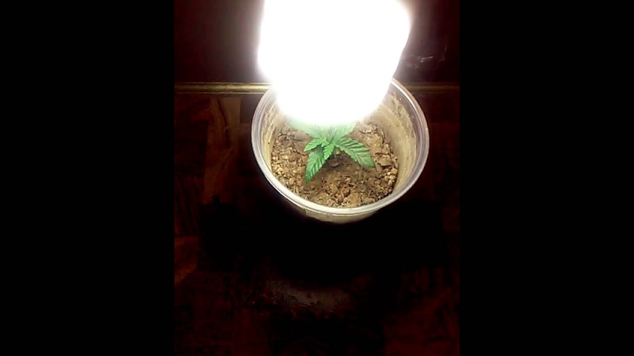 MY FIRST GROW PINEAPPLE THAI ❤💙💚💛💜💪