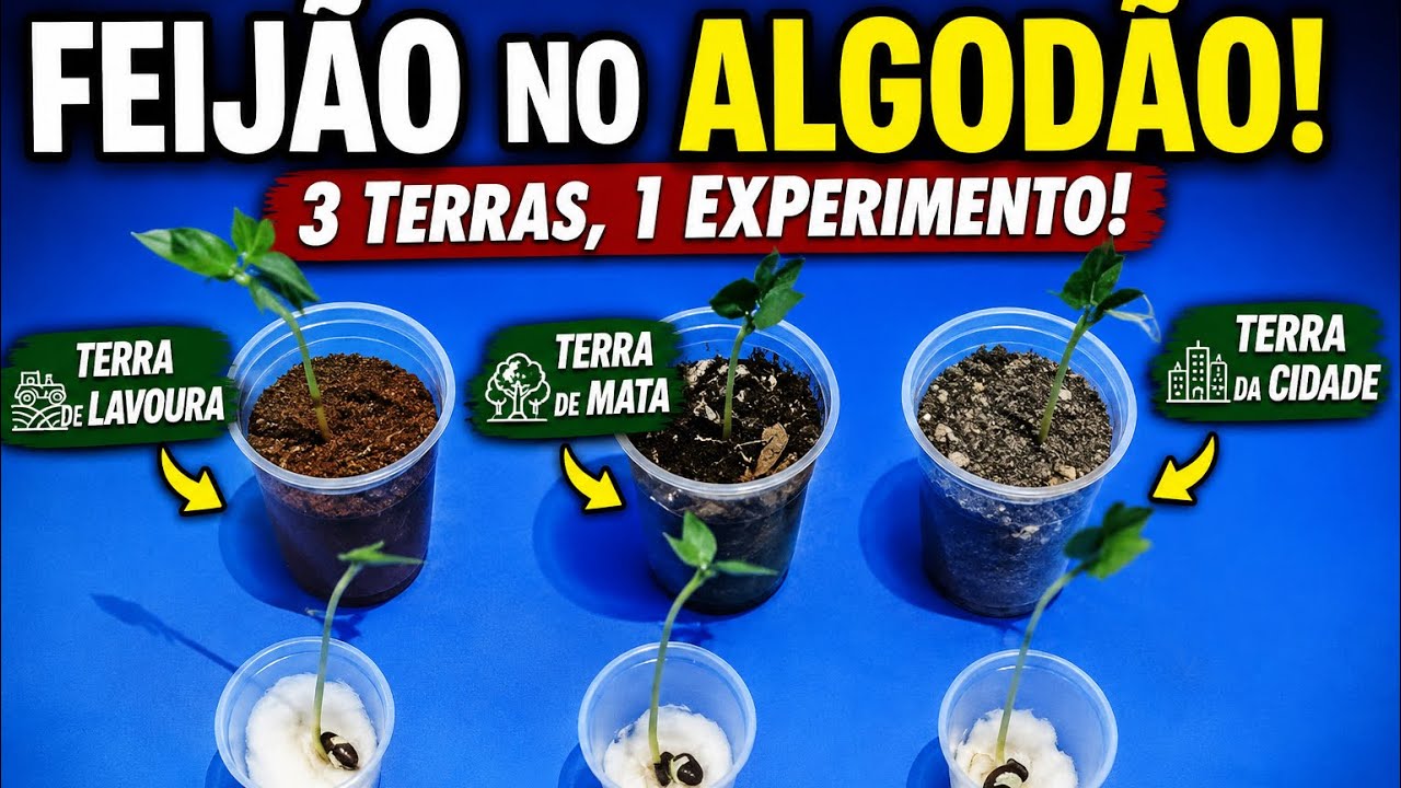 Como plantar feijão no algodão. TERRAS DIFERENTES, 95 dias. Germinação do feijão. Plantação. Fazer