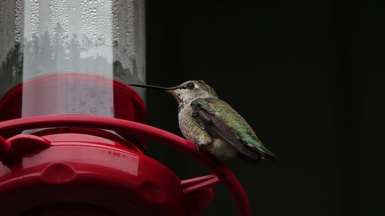 Humming Bird In Slow Motion - 480FPS (sony RX10)