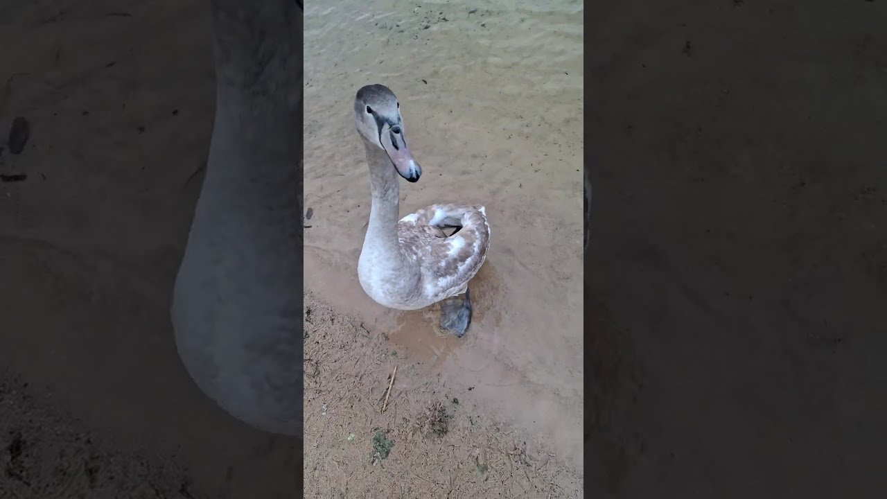 Peacefully Chilling Swans