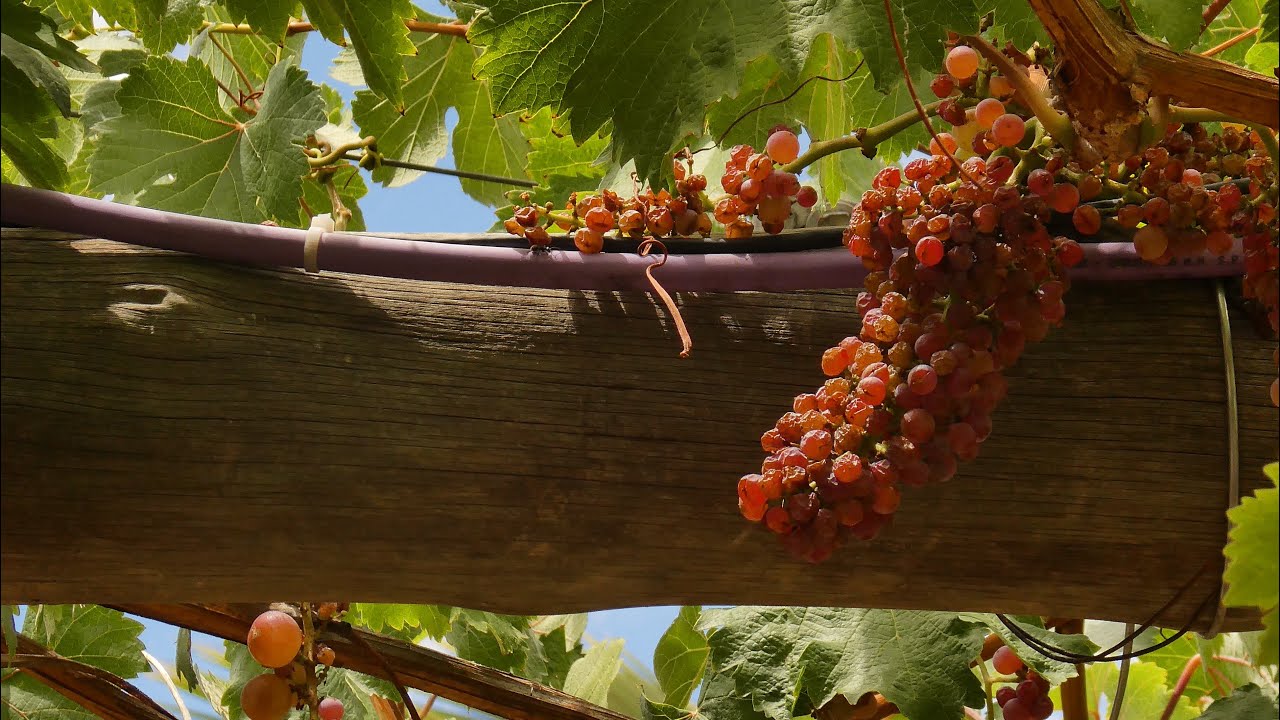Mendoza (GoPro, 2026)
