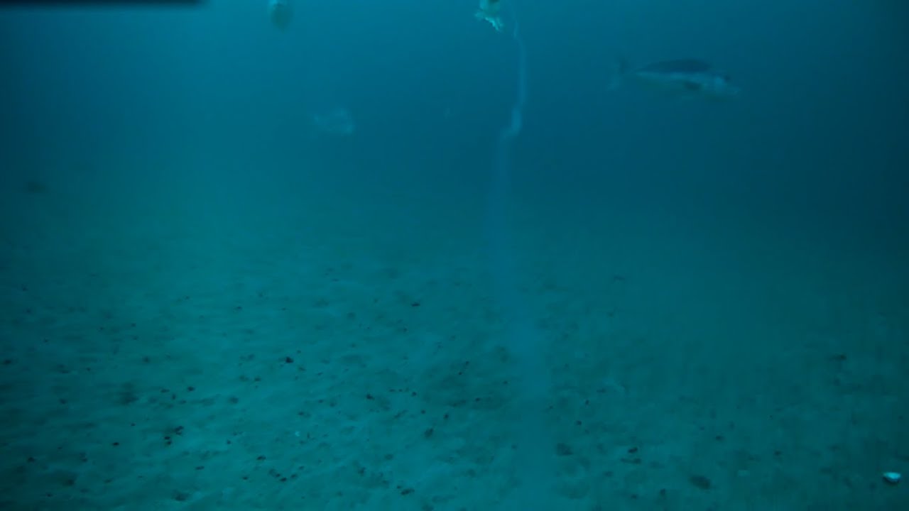 Dentici a spasso - Traina col calamaro vivo - Spydro cam - Sardegna