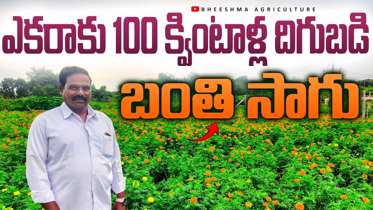 Marigold Cultivation in Telugu with a yield of 100 quintals per acre | Bheeshma Agriculture