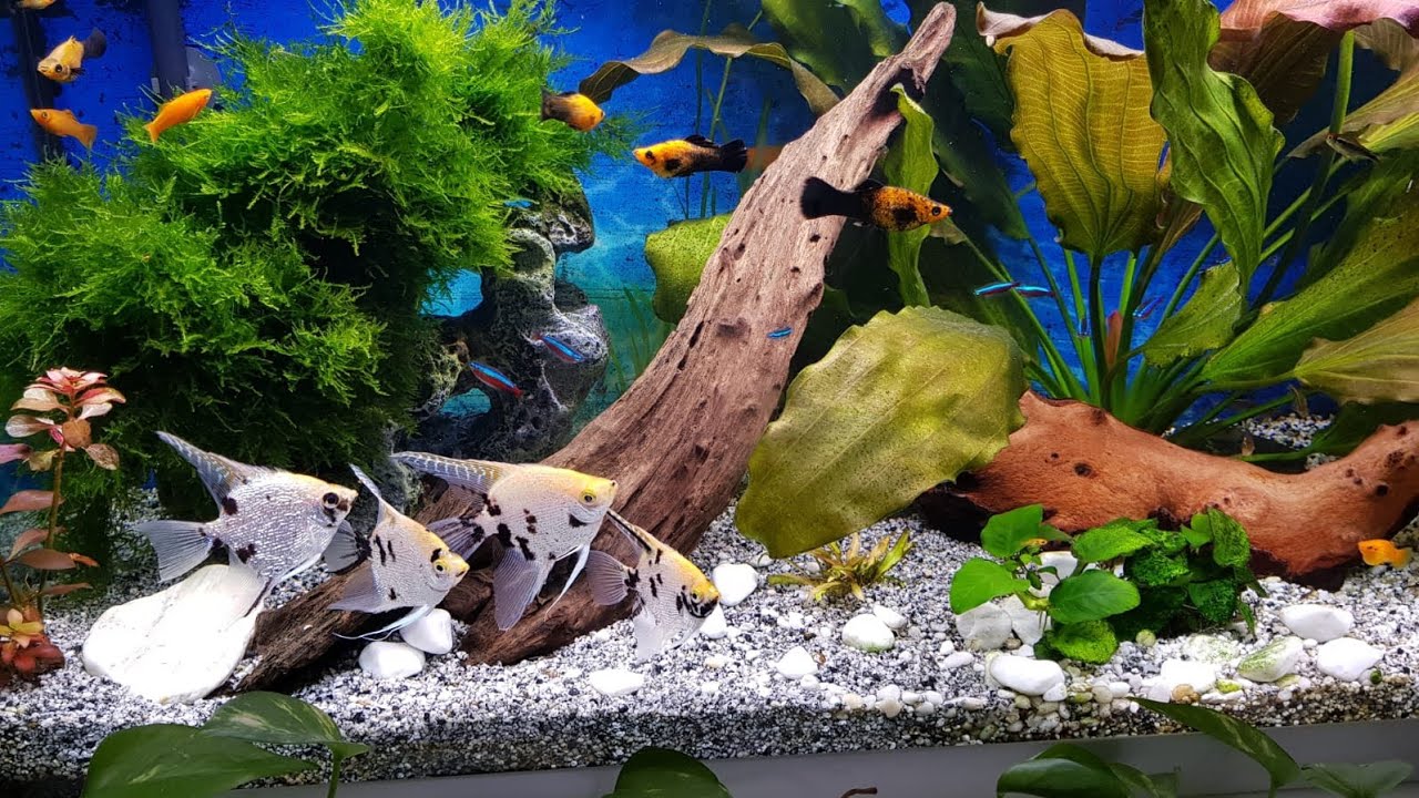 Ну, и воскресеньице!/ У Филипки в няньках/ Изнанка аквариумной красоты/ Мои рыбки