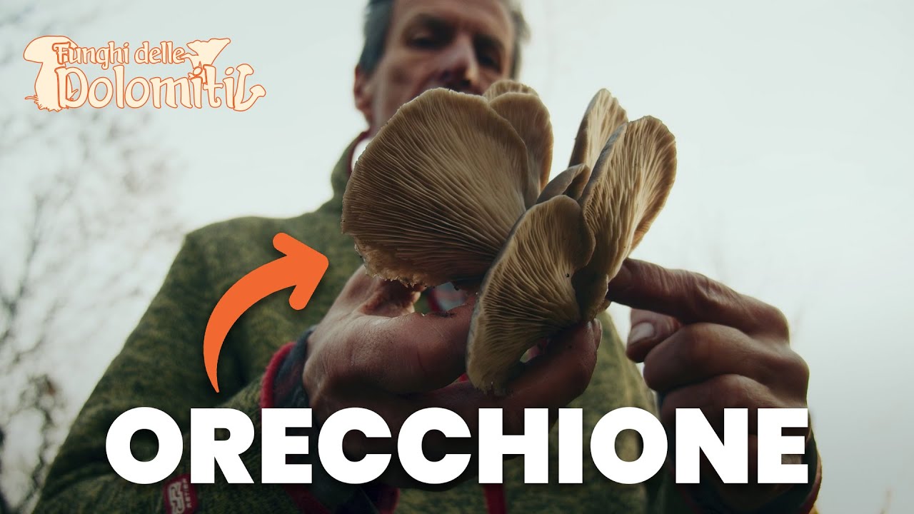 Funghi delle Dolomiti 🍄 | E5: Orecchione (COMMESTIBILE)