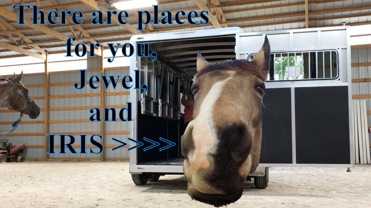 2022 Shadow 3-Horse Bumper Pull Trailer Critiqued by Horses