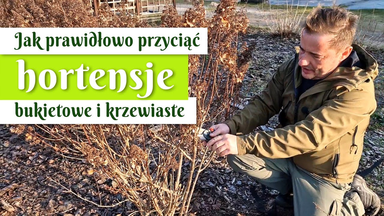Prawidłowe cięcie hortensji bukietowej i krzewiastej