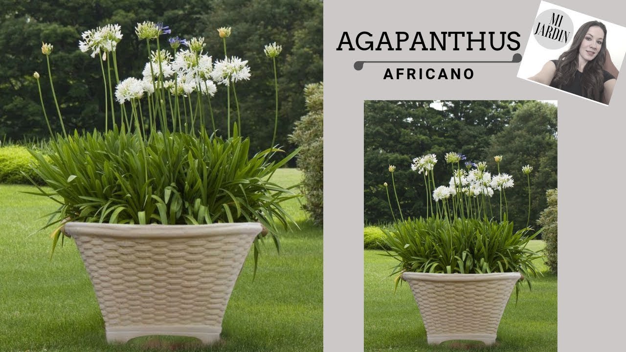 AGAPANTHUS AFRICANO