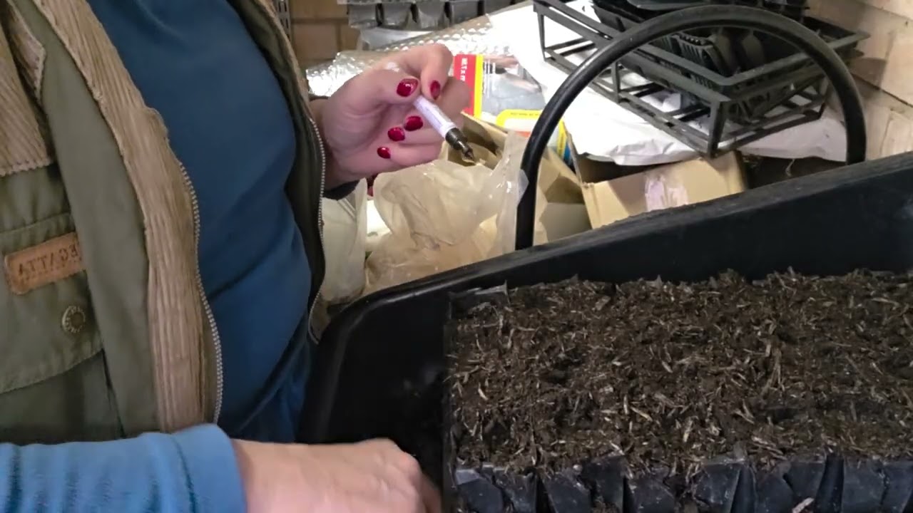 Sowing sweet peas