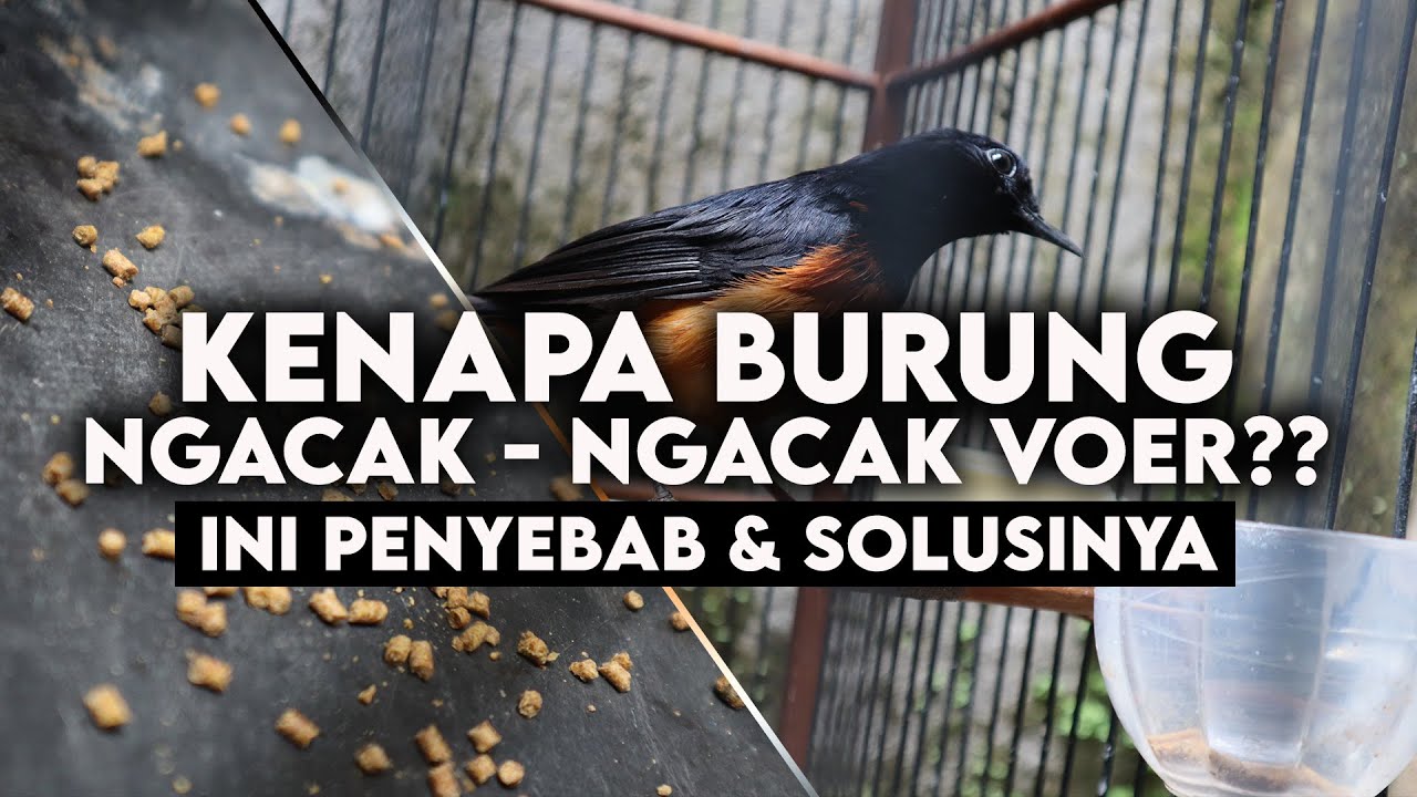 PENYEBAB VOER DIACAK ACAK & CARA MENGATASINYA