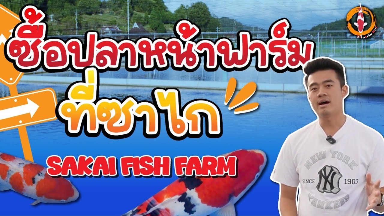ซื้อปลา Open Sale ที่ Sakai Fish Farm
