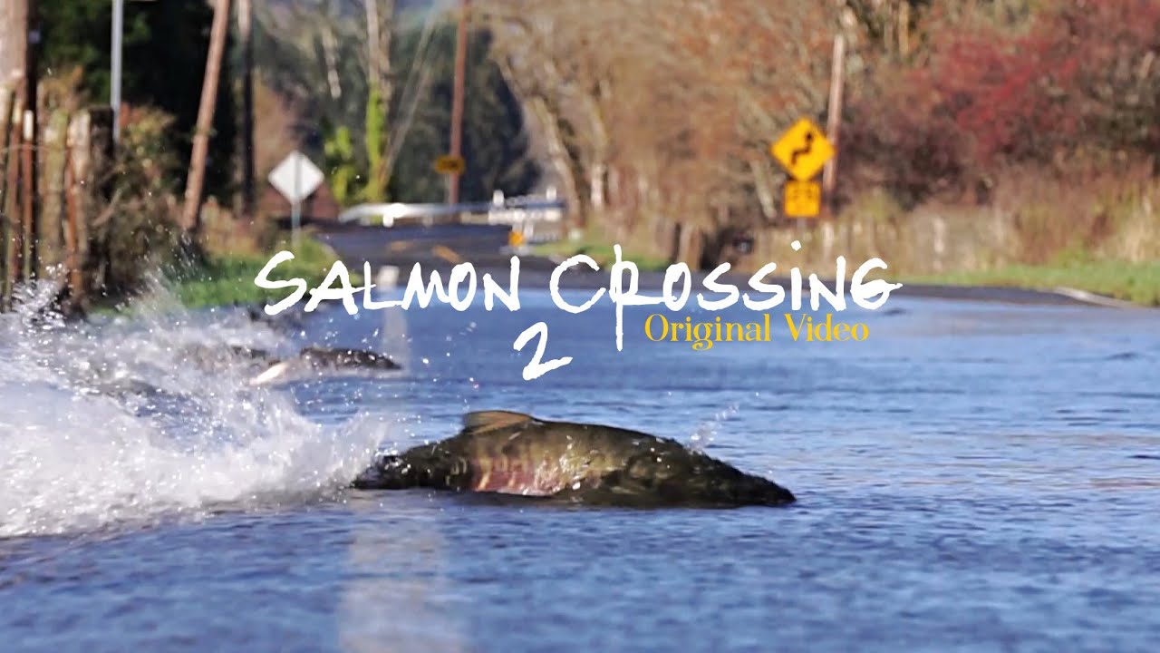 Skokomish River salmon cross the road/Part 2