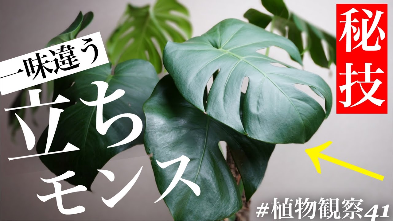 モンステラの普通じゃない植え替えを解説します【木立着生】