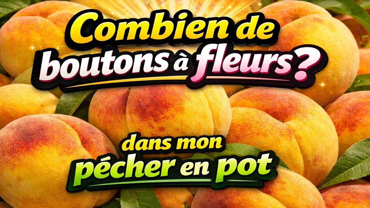 Combien de fleurs dans mon pêcher en pot ? Parfait pour petits balcons, terrasses ou jardins