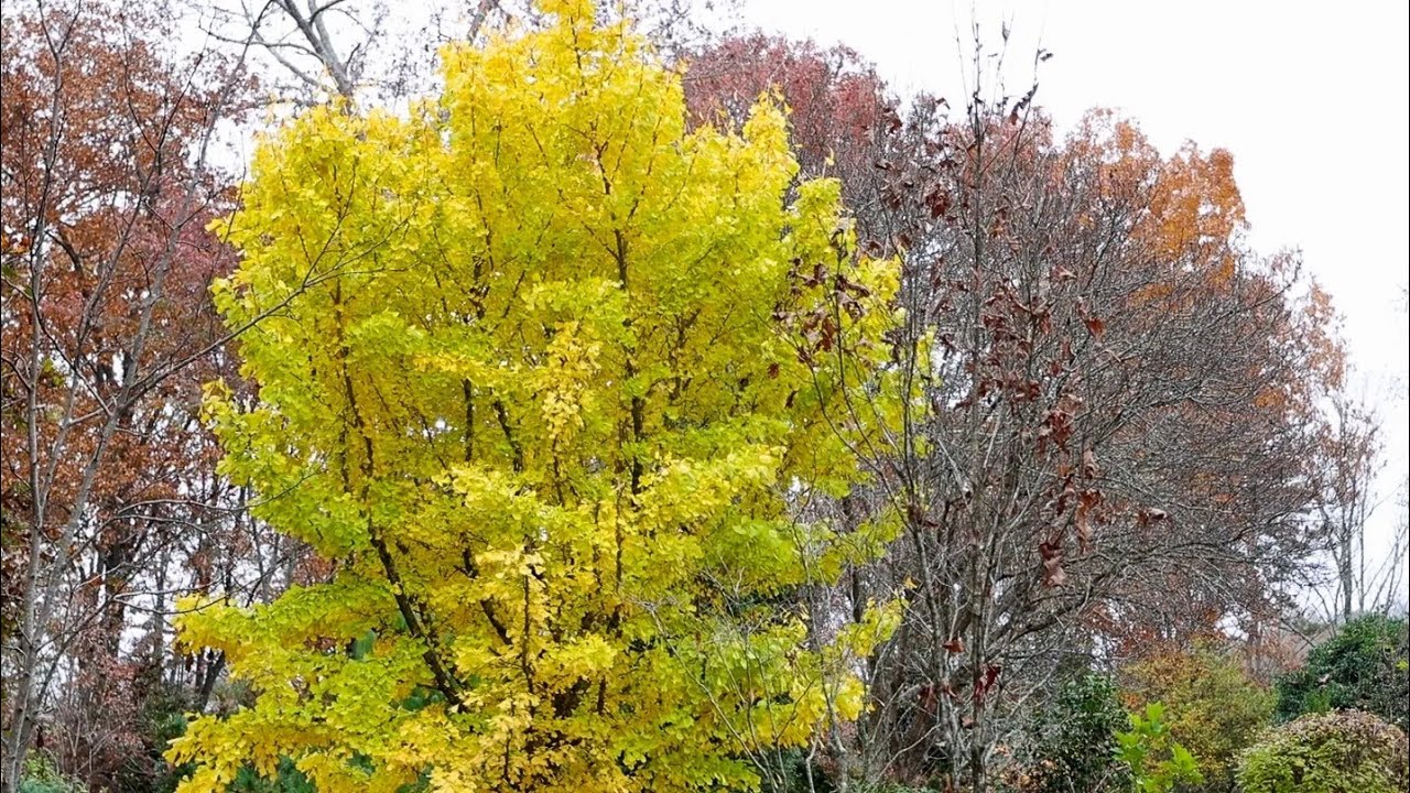Incredible Conifer Garden! 🍁🍁🍂 - Cox Arboretum - Tom Cox