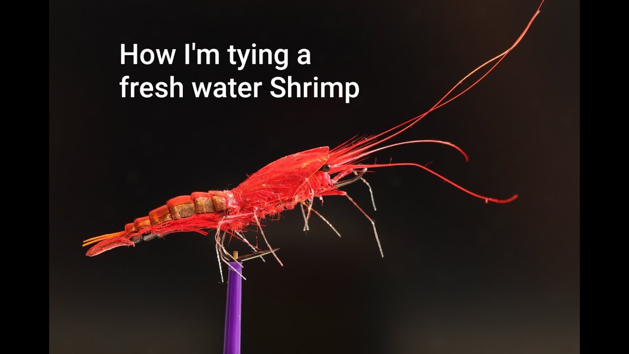 Fresh water shrimp