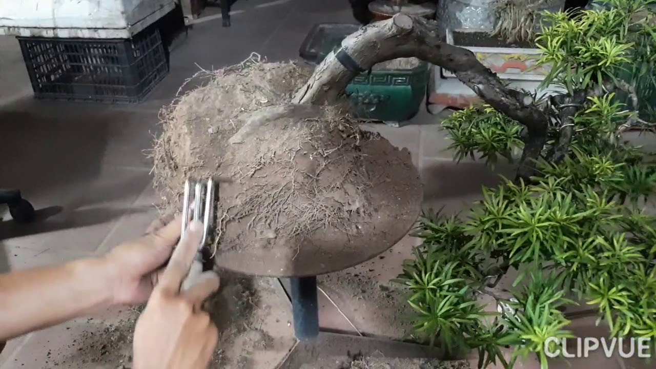 Thay đất cho cây Tùng La Hán già.