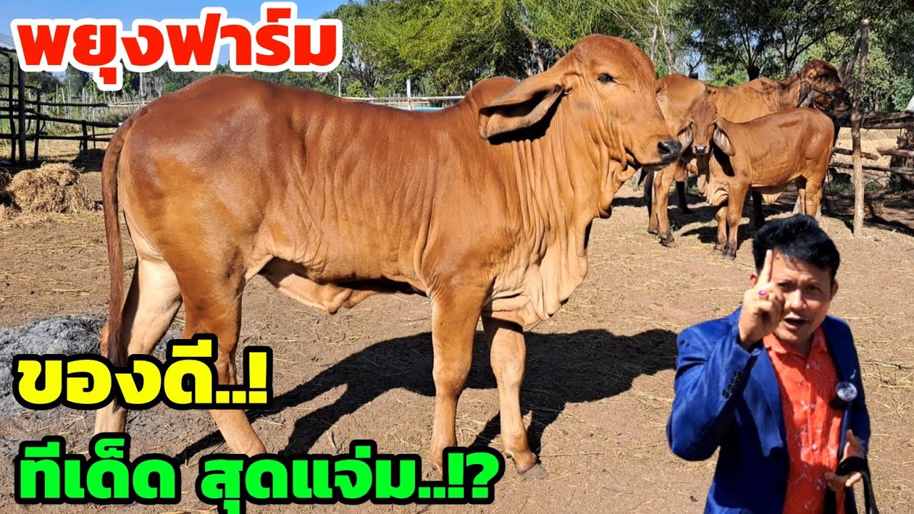 ของดี‼️24 พ.ย.68 พยุงฟาร์ม แจ่มสุดๆ ชุดนี้คัดพิเศษมาฝากให้พี่น้อง เจอแบบนี้ให้ไว รีบมาชมด่วนๆเลย