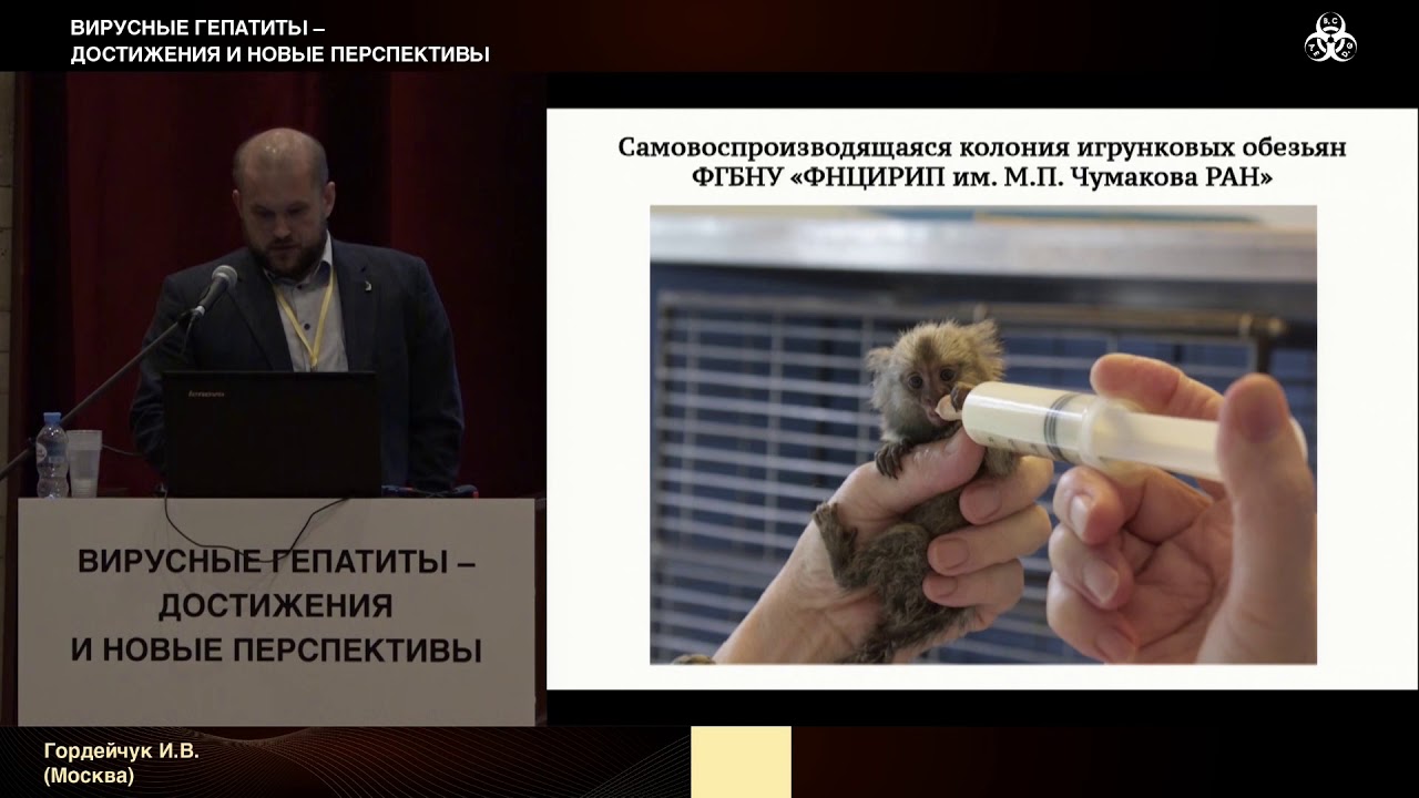 Моделирование гепатита Е на обезьянах. Гордейчук И.В.