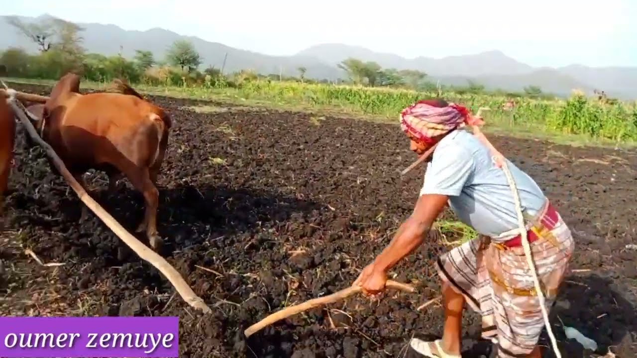 ሴትና መሬት ደጋግመው ካልታረሰ ይወሰልታሉ።