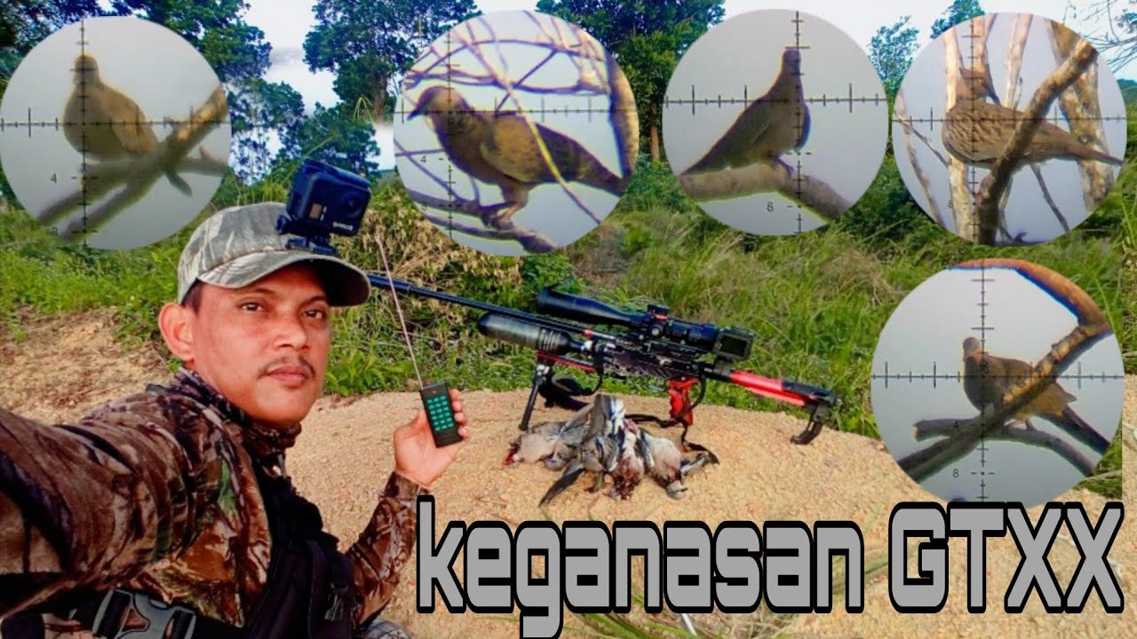 Keganasan GTXX saat ber buru tekukur #hunting #tekukurliar 