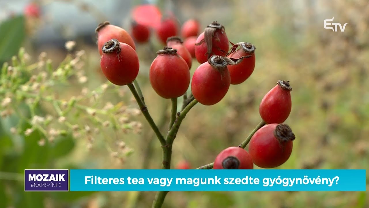 Filteres tea vagy magunk szedte gyógynövény? – Mozaik