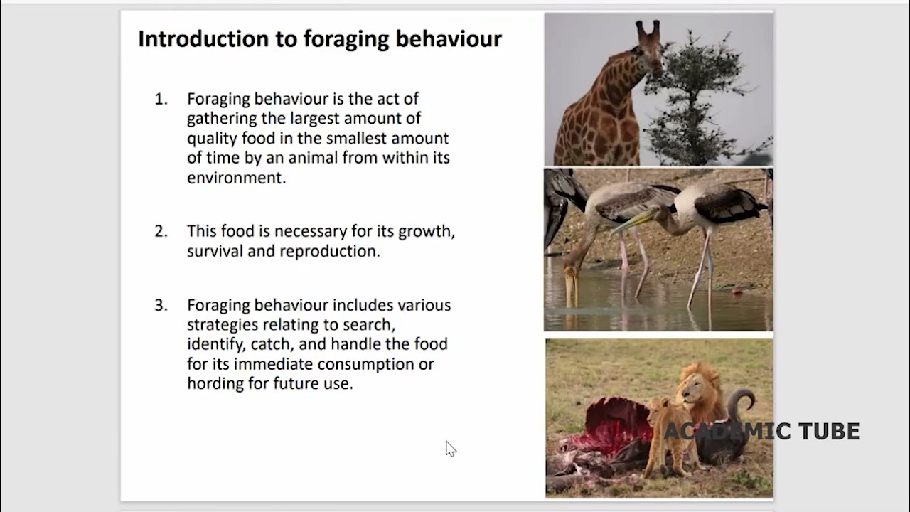 Foraging Behaviour in Animals Explained | Optimal Foraging & Predatory Strategies