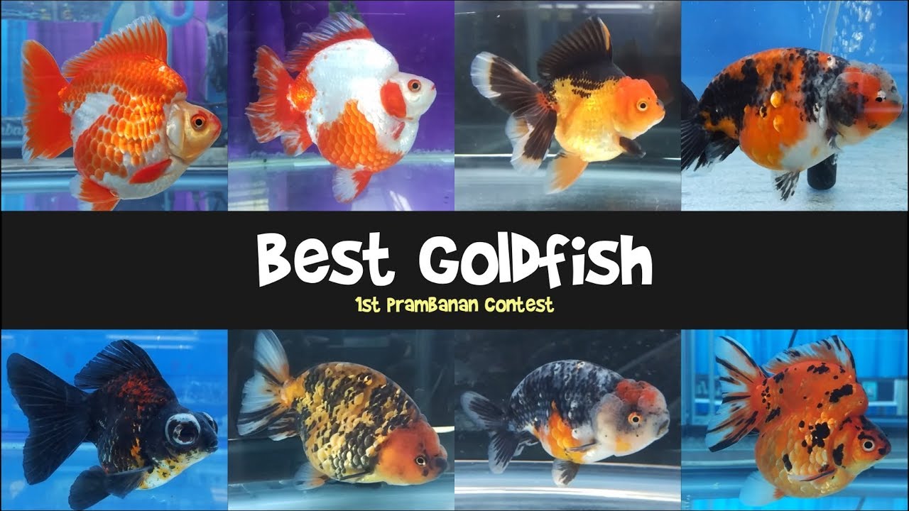 Best Quality Goldfish Contest - Ranchu, Oranda, Ryukin