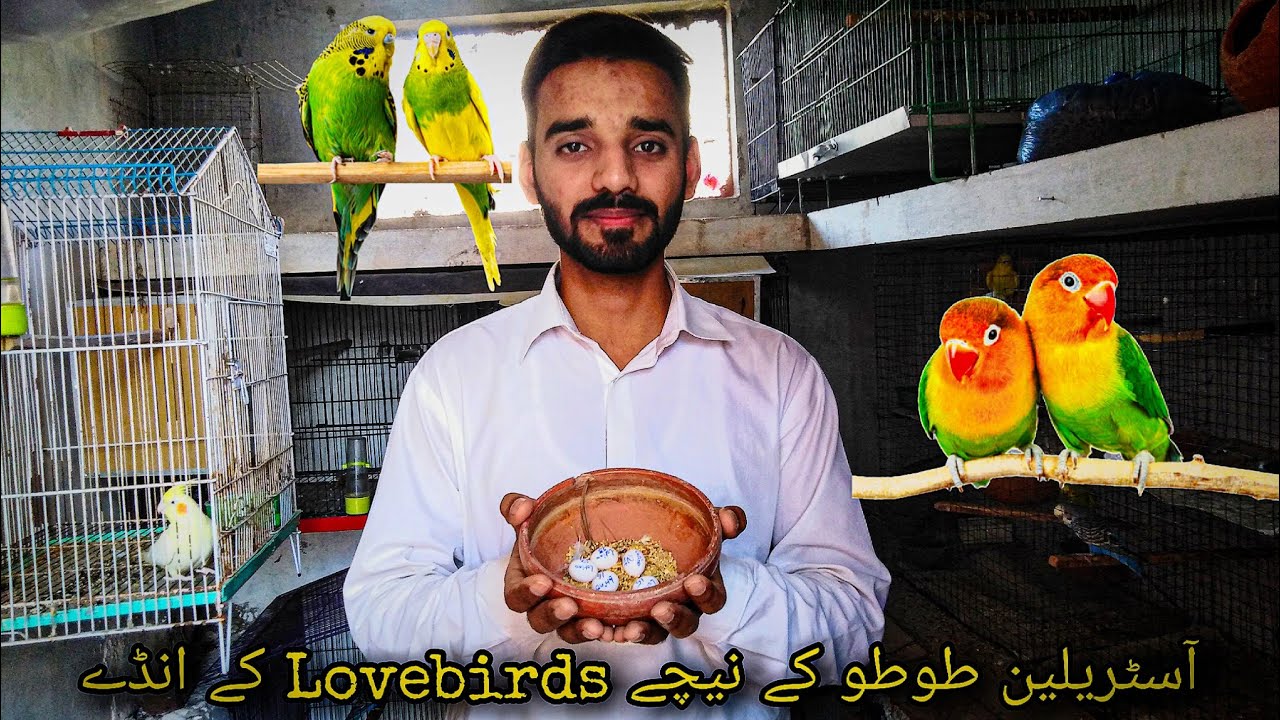 Lovebird Eggs Foster into Australian Parrots | Australian Parrots Breeding Progress