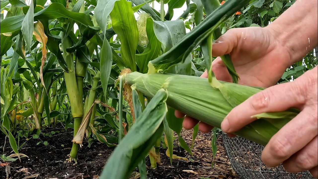was the sweetcorn ready!?