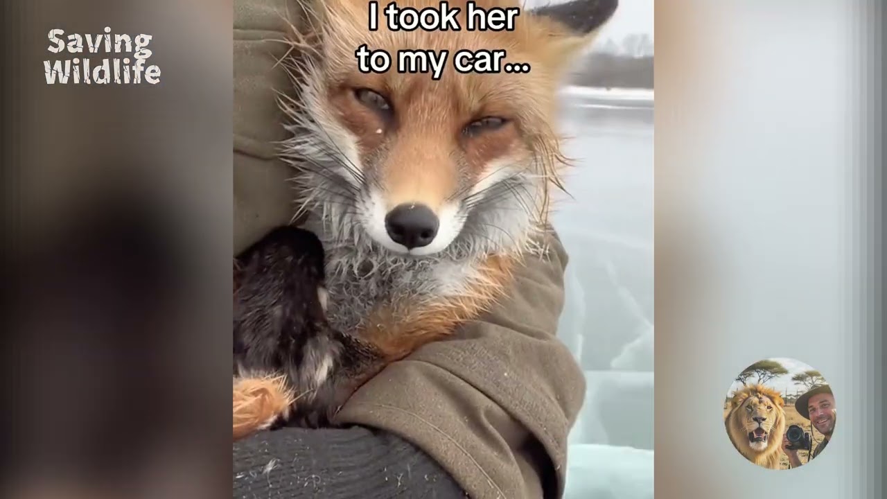 Saving Wildlife | Animal Rescue #animals #wildlife #leopard #fox #rescue #shorts #fyp