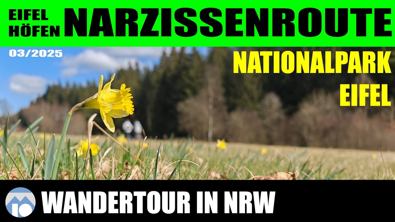 Narzissenroute Perlenbachtal - Eifelsteig (2025)
