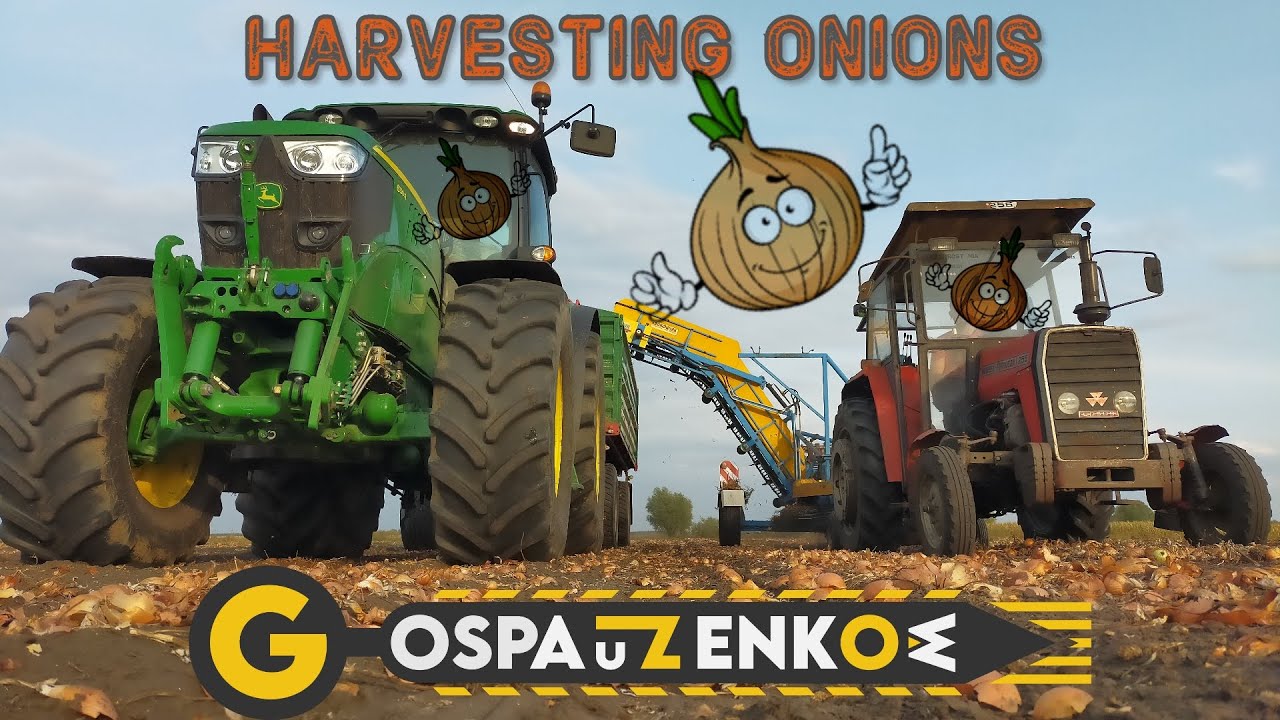 🚜 Zbiór 🧅cebuli🧅2020 Wykopki z KRUKOWIAKIEM🧅🧅