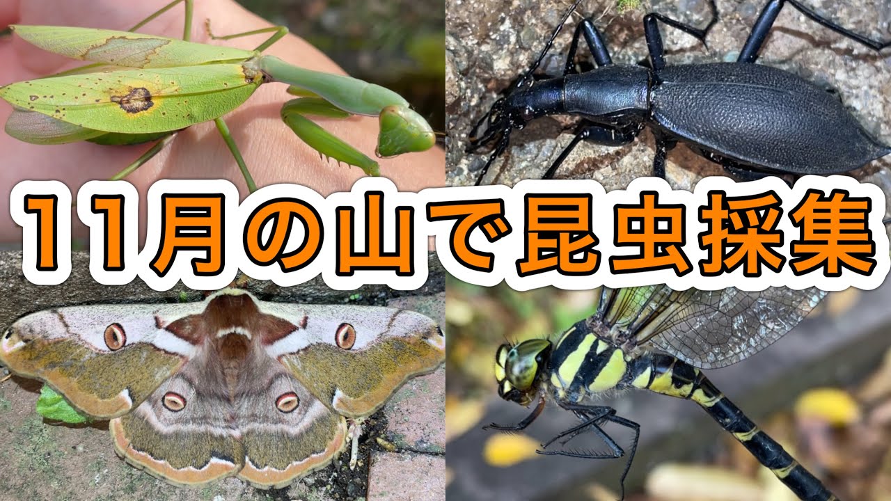【カマキリ採集】11月の山で虫捕りしたら珍しい昆虫にたくさん出会えました！
