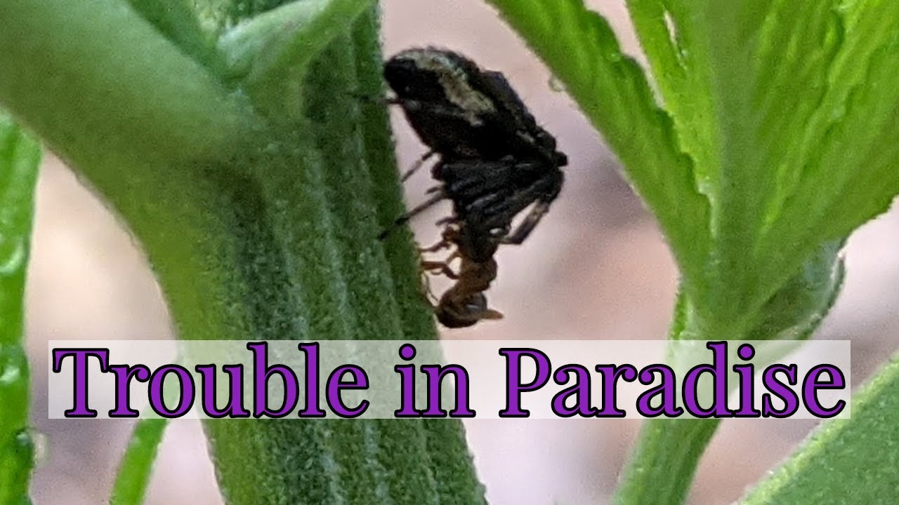 2021 Outdoor Grow in the Ground Update| Week 3 | Michigan Backyard Cannabis Garden