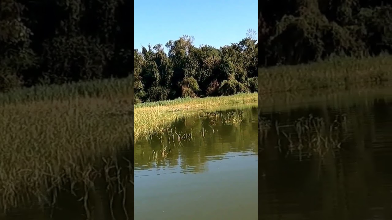 Isca Balbina da Lopes Lures, at&eacute; passarinho quer pegar! #pescariadetilapia
