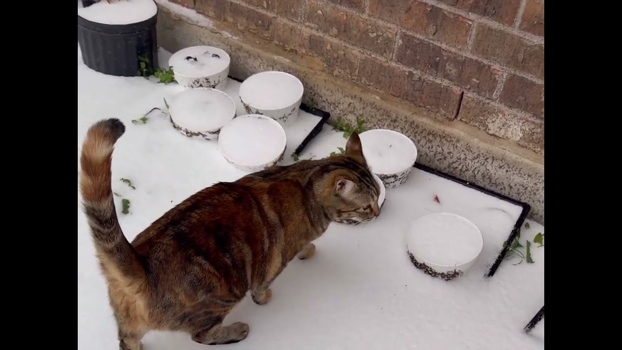 During wintet storm. Curious Nami and Max